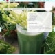 Lamb's lettuce & papaya Smoothie